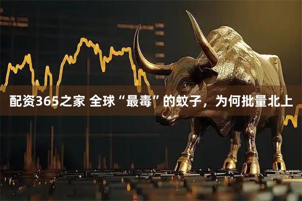 配资365之家 全球“最毒”的蚊子，为何批量北上